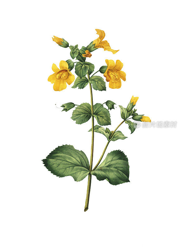 Mimulus | Redoute Flower插图